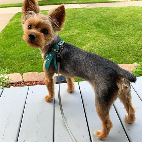 Yorkie Short Haircut, Yorker Haircut, Short Yorkie Haircut, Yorkie Terrier Haircuts, Yorkie Cut, Yorkie Puppy Cut, Yorkie Puppy Haircuts, Pet Cage Ideas, Yorkshire Terrier Grooming