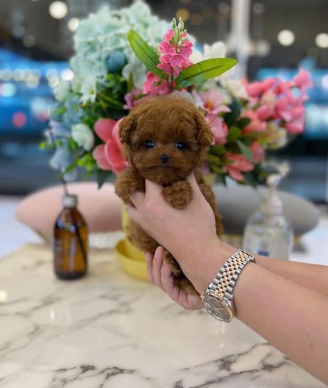 🚩Happy to introduce Derrick the cute and sweet teacup ☕️Poodle puppy 🐶 now available and ready to go. Teacups Puppies, Teacup Poodle Puppies, Teacup Poodle, Tea Cup Poodle, Toy Poodle Puppies, Poodle Puppies, Teacup Puppies, Poodle Puppy, Toy Poodle