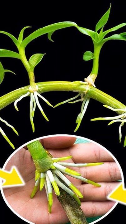 Tendrils Plant, Propagating Orchids, Snake Plant Decor, Orchid Propagation, Pvc Connectors, Repotting Orchids, Orchid Plant Care, Grafting Plants, Orchid Roots