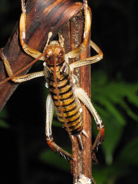 Weta Insect, Nz Aesthetic, New Zealand Flora, Bugs Preschool, Beautiful New Zealand, Strange Creatures, Grasshoppers, A Broom, Beetle Bug