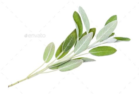 White Sage Plant, Herb Embroidery, Drawing Themes, Wrap Around Tattoo, Sage Garden, Autumn Tattoo, Sage Plant, Salvia Officinalis, Plant Tattoo