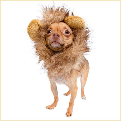 Pet Krewe Dog Lion Mane Halloween Costume Lion Mane for Large and Small Dogs   Ideal for Halloween, Dog Birthday, Dog Cosplay Dog Lion Costume, Dog Lion Mane, Small Dog Costumes, Dog Standing, Lion Costume, Dog Swimming, Swimming Quotes, Lion Dog, Dress Up Ideas