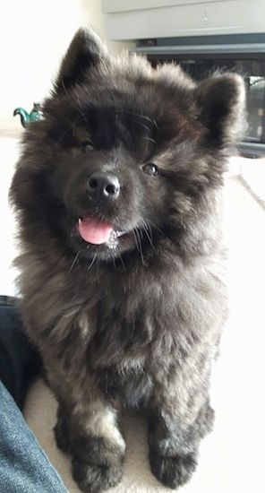 Chow Chow x Akita mix = Akita Chow Chow Dog Breed, Chow Puppies, Chow Chow Mix, Pit Dog, Chow Chow Dog, Chow Dog, Chow Chow Puppy, Rottweiler Mix, Chow Chow Dogs