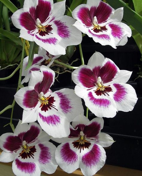 Miltonia Pansy Orchid Miltonia Orchid, Types Of Orchids, Bongkar Pasang, Air Panas, Exotic Orchids, Orchids Garden, Orchid Care, Beautiful Flowers Garden, Orchid Plants