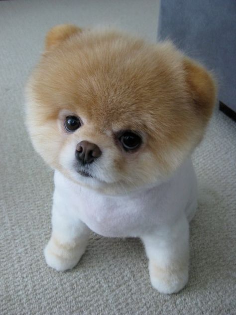 pomeranian | Boo - The Cutest Pomeranian Dog In The World Boo The Cutest Dog, World Cutest Dog, Boo The Dog, Cute Pomeranian, Cutest Dog Ever, Tiny Puppies, Pomeranian Dog, Pomeranian Puppy, Chow Chow