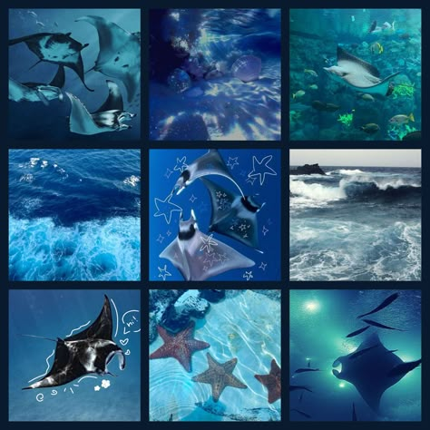 #moodboard #mantaray Mantaray Aesthetic, Ocean Aesthetic Moodboard, Manta Ray Character Design, Manta Ray Oc, Dragon Oc Ideas, Ocean Moodboard, Mod Board, Aesthetic Rabbit, Ray Fish