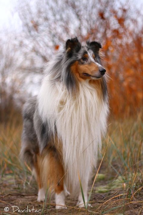 Silver | 3 years old Blue Merle Collie " Pamparix Stand First " Merle Collie, Lassie Dog, Blue Merle Collie, Rough Collies, Shetland Sheepdog Puppies, Sheep Dog, Shetland Sheep, Childhood Dream, Dogs Breeds