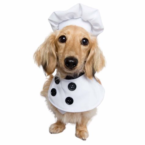 Chef Costume, Chef Styles, Uniform Costume, Chef Uniform, Chefs Hat, Dog Costumes, Dog Costume, Cat Costumes, Pet Costumes