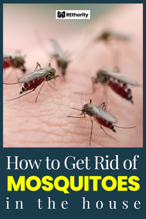 If you’ve ever been kept awake at night by the sound of buzzing mosquitoes in your house, you know how annoying and intrusive they can be. You may be wondering how to get rid of the mosquitoes in your home once and for all. In this article, you'll learn about some tried and true methods to get rid of pesky mosquitoes so you can finally have a peaceful night's sleep. How To Get Rid Of Mosquitos In The House, Mosquitos In The House, Small Water Fountain, Mosquito Traps, Diy Mosquito Repellent, Door Sweeps, Door Sealing, Awake At Night, Kill Mosquitos