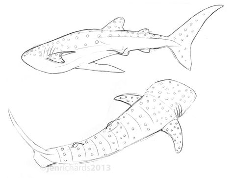 Whale Shark Outline Drawing, Whale Shark Drawing Reference, Marine Animal Sketches, Whale Shark Line Art, How To Draw A Whale Shark, Whale Shark Drawing Sketches, Whale Shark Outline, Whale Shark Tattoo Design, Shark Drawing Easy