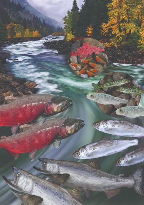 Salmon Life Cycle, Different Types Of Forests, Types Of Forests, Pacific Salmon, Fish Hatchery, King Salmon, Northwest Coast, Salmon Fishing, Rainbow Trout