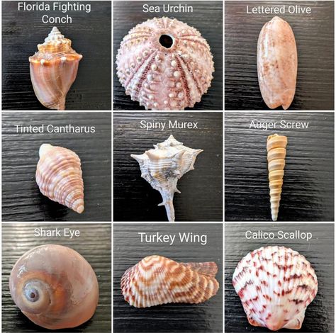 Seashell Identification, Ocean Things, Sharks Teeth, Types Of Shells, Craft Market Display, Shell Tiles, Conch Shells, Shells And Sand, Shells Beach