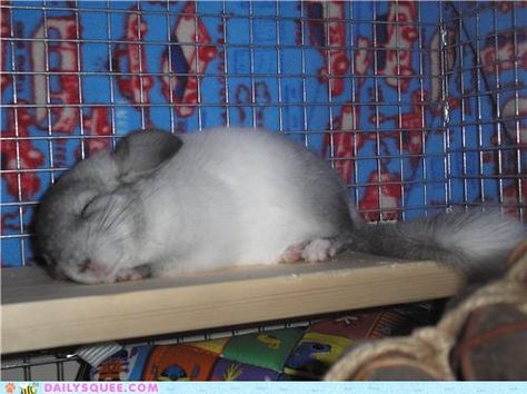 a sleeping Chinchilla Small Mammals, Animal Tumblr, Sleeping Animals, Photo Cute, Animal Help, Human Babies, Dawn And Dusk, Bunny Lovers, Chinchillas