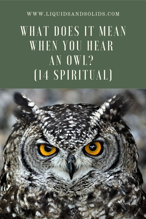 Owl Symbolism Meaning, Meaning Of Owls, Spirit Animal Quotes, Owl Medicine, Owl Sounds, Native Quotes, Elf Owl, Brown Owl, Creation Story