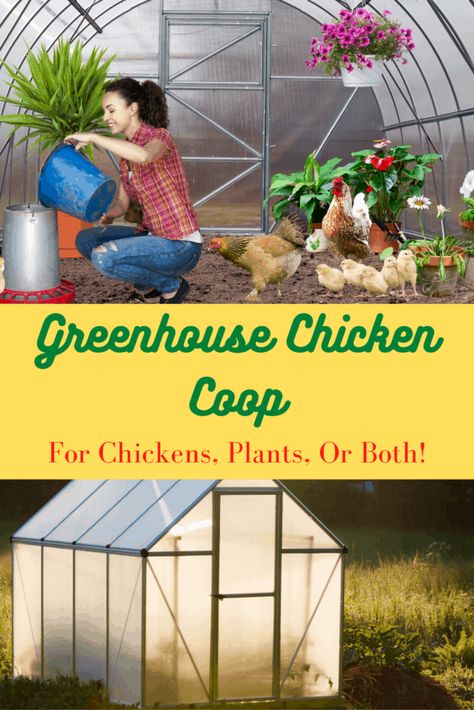 Greenhouse Chicken Coop – A Dual Purpose Option - Free Chicken Coop Plans Poultry Breeding Pens, Greenhouse Chicken Coop, Free Chicken Coop Plans, Free Chicken Coop, Urban Chicken Coop, Vegetable Greenhouse, Backyard Plans, Chicken Coop Pallets, Chickens In The Winter