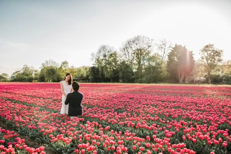 Proposal & Pre-Wedding Photographer Amsterdam Flower Fields Field Of Flowers Proposal, Tulip Proposal, Flower Garden Proposal, Amsterdam Engagement Photos, Engagement Photos Flower Field, Amsterdam Proposal, Garden Proposal, Chapter Ideas, Cute Proposal Ideas