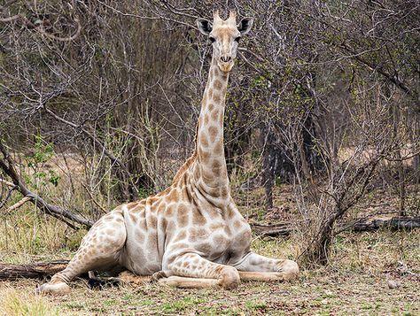 pictures of giraffes sitting | Sitting Giraffe | Flickr - Photo Sharing! Pictures Of Giraffes, Giraffe Sitting, Giraffe Head, Livingstone, Giraffes, Dinosaurs, Photo Sharing, Hotel, Animals