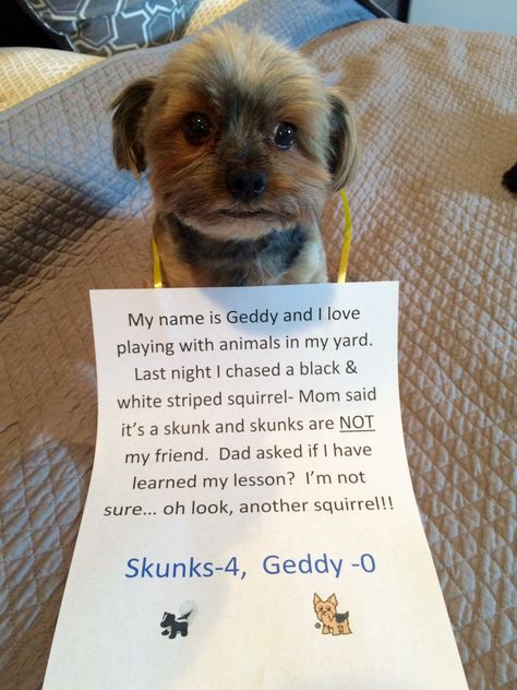 Funny Pets Pictures, Dog Shaming Funny, Pets Pictures, Animal Shaming, Dog Shaming, Poor Dog, Humor Quotes, Funny Pets, Bad Dog