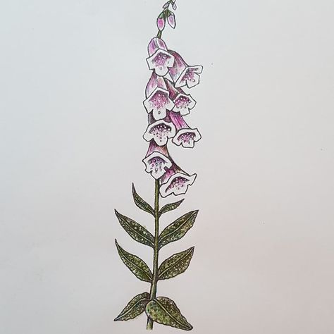 Foxglove Sketch, Foxglove Flower Drawing, Foxglove Drawing, Foxglove Tattoo, Poisonous Plants, Line Work Tattoo, Gcse Art, Pencil Sketch, Lotus Flower Tattoo