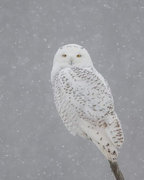 James David Raj photographed a Snowy Owl in Ontario, Canada. Snowy Owls are also known as Polar Owls and are characterised by their white and brown barred appearance. Male owls tend to have lesser brown streaks when compared to females. Snowy Owls prefer Arctic tundras as habitats and are seen in open grasslands. Arctic Owl, Brown Streaks, Snowy Owls, Awesome Owls, Arctic Tundra, Snow Owl, Barred Owl, White Bar, White Owl