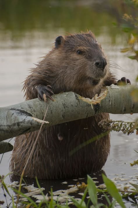 GHK Animals North American Beaver Grand Teton National Park North American Beaver, Regnul Animal, Sweet Animals, Animal Planet, Animal Photo, Nature Animals, 귀여운 동물, Animals Friends, Beautiful Creatures