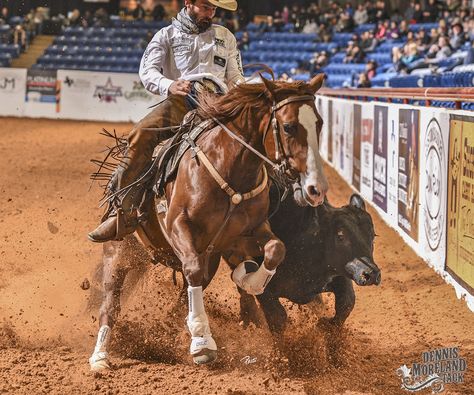 Western Horse Riding, Working Cow Horse, American Quarter Horse Association, Cow Horse, Rodeo Cowboys, Reining Horses, Horse Inspiration, Rodeo Life, Horse Trainer