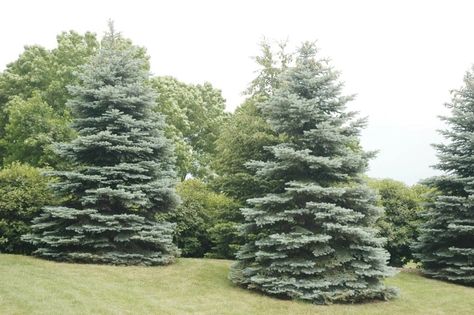 Landscaping Guide for Colorado Blue Spruce | Blog | Arbor Valley Nursery Picea Pungens Glauca, Blue Spruce Tree, Colorado Spruce, Colorado Blue Spruce, Picea Pungens, Morton Arboretum, Spruce Trees, White Spruce, Spruce Tree