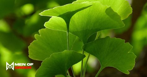 3 Benefits of Ginkgo Biloba - Men of Order Ginkgo Biloba Benefits, Gingko Leaves, Vision Eye, Improve Brain Function, Ginkgo Biloba, Improve Focus, Brain Fog, Natural Herbs, Eye Health