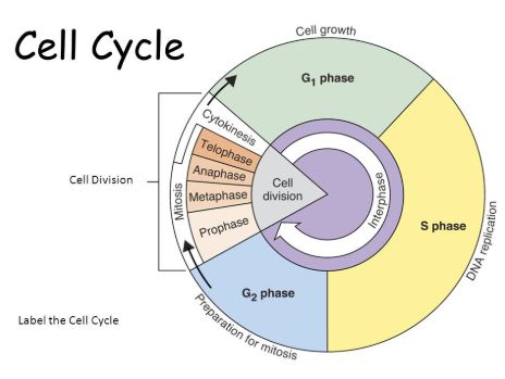 The Cell Cycle Notes, Cell Cycle Project, Cell Cycle Diagram, Cell Cycle Notes, Biology Notebook, Cell Analogy, Coagulation Cascade, Cell Biology Notes, The Cell Cycle