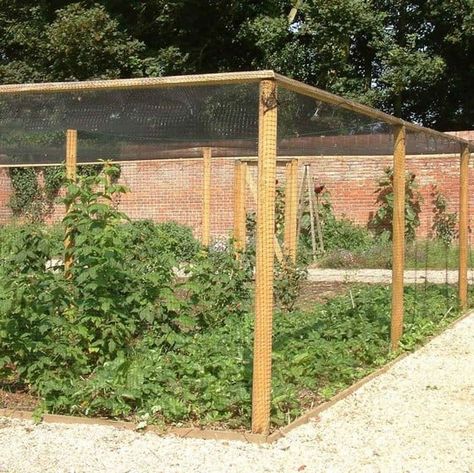 Enclosed Garden Structures, Fruit Cages, Fruit Cage, Orchard Design, Berry Garden, Growing Gardens, Garden Veggies, Veg Garden, Door Kits