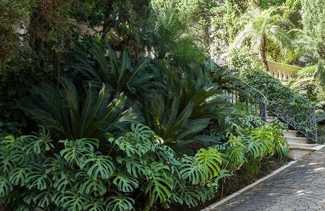 Cycad revoluta with monstera.Good in shade. Monstera Landscaping, Monstera Landscape, Cycads Landscape Design, Cycad Garden Ideas, Mexico Garden, Bali Garden, Hotel Landscape, Tropical Landscape Design, Tropical Garden Design