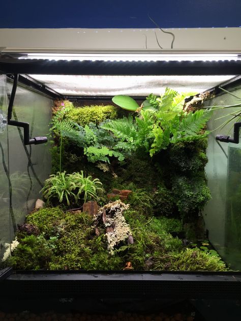 Terrarium, plants, dart frog Milk Frog Terrarium, Tomato Frog Terrarium, Dart Frog Enclosure, Pac Man Frog Terrarium, Custom Vivarium, Dart Frog Terrarium, Tree Frog Terrarium, Dart Frog Vivarium, Frog Terrarium