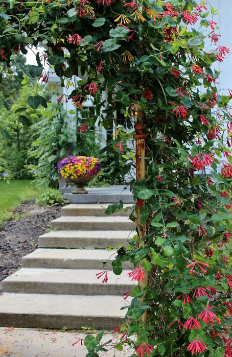 Coral Honeysuckle Trellis, Coral Honeysuckle Vine, Honeysuckle Archway, Honeysuckle Trellis Ideas, Honeysuckle Arch, Trellis Garden Ideas, Honeysuckle Trellis, Climbing Plants Fence, Coral Honeysuckle