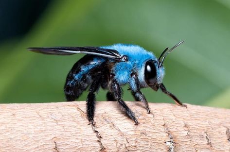 Insects Reference, Dog Moodboard, Insect Reference, Bee Photos, Mason Bee House, Animals Quotes, Cool Insects, Mason Bees, Carpenter Bee