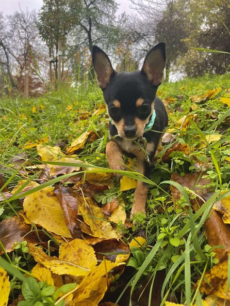 Black And Tan Chihuahua, Black And Brown Chihuahua, Chihuahua Black, Brown Chihuahua, Puppy Black, Chihuahua Puppy, Cutest Animals, Chihuahua Puppies, Chihuahua Dogs