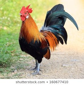 500+ Free Roosters & Rooster Images - Pixabay Wild Birds Photography, Chicken Pictures, Rooster Painting, Beautiful Chickens, Chicken Painting, Rooster Art, Pets Drawing, Chickens And Roosters, Barnyard Animals