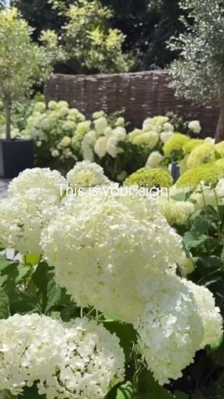 Becks Doyle | My top tips for Hydrangea Annabelle 🤍 These are in their 4th season this year, we planted 10 litre plants in lockdown. They bring me so... | Instagram Hydrangea Annabelle, Black Eyed Susan Vine, Hydrangea Season, Butler’s Pantry, Planting Hydrangeas, Kitchen Extension, Black Eyed Susan, Clematis, Garden View