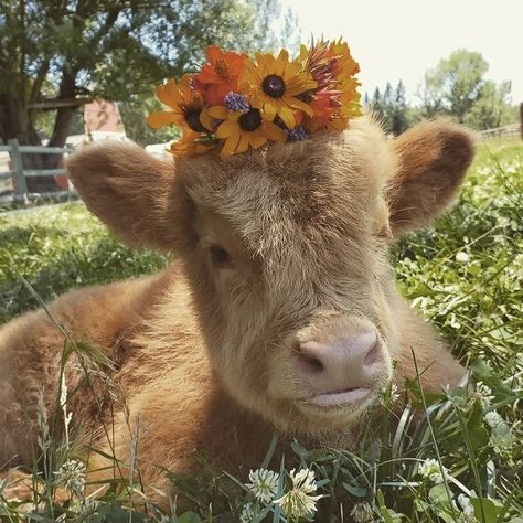 Animals With Flowers, Pet Cows, Cow Wallpaper, Mini Cows, Fluffy Cows, Cow Pictures, Favorite Animals, Baby Cows