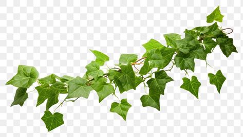 Vines Png, Music Border, Ivy Plant, Leaves Png, Ivy Plants, Vine Leaves, Painted Wall, Poison Ivy, Grape Leaves