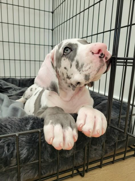 Great Dane Puppy Aesthetic, Great Dane Pitbull Mix Dogs, Blue Harlequin Great Dane, Great Dane Blue Harlequin, Great Dane Tattoo, Puppy Great Dane, Great Dane Blue, Blue Great Dane Puppies, Harlequin Great Dane Puppy