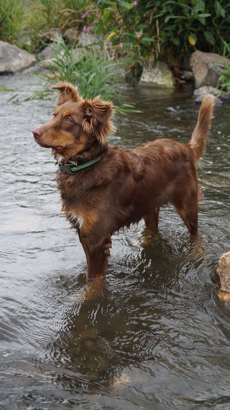 Border Collie Mix Australian Shepherd, Brown Aussie, Brown Australian Shepherd, Brown Border Collie, Rescuing Animals, Aussie Mix, Cute Dog Photos, Really Cute Dogs, Rescue Animals