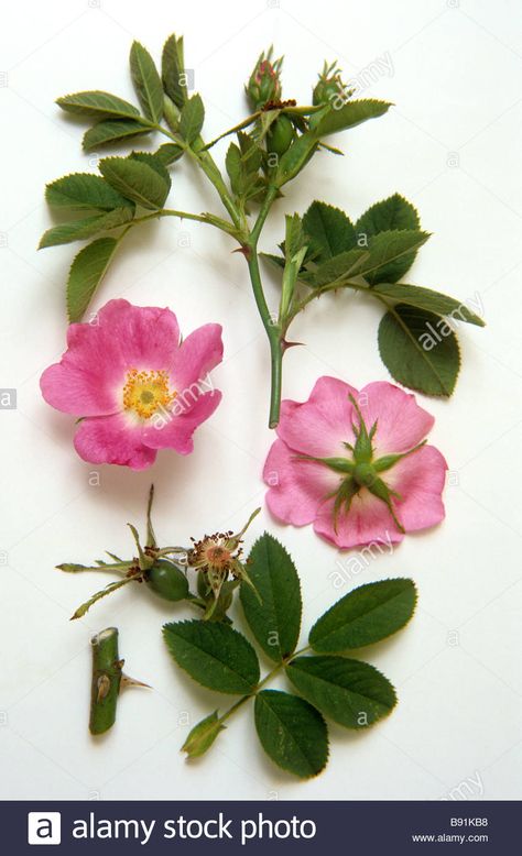 Dog Rose Flower, Flower Parts, Dog Rose, Vintage Seed Packets, Flower Seeds Packets, Stock Flower, Parts Of A Flower, Rose Leaves, Diy Crafts Paper Flowers