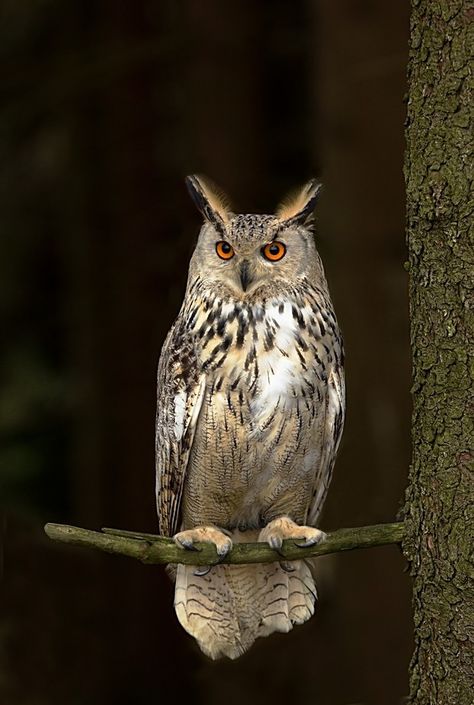 Eurasian eagle owl Owl Pictures Photography, Eagle Owl Tattoo, Owl Reference Photo, Siberian Eagle Owl, European Eagle Owl, Spotted Eagle Owl, Boho Birds, Tyto Owl, Eurasian Eagle Owl