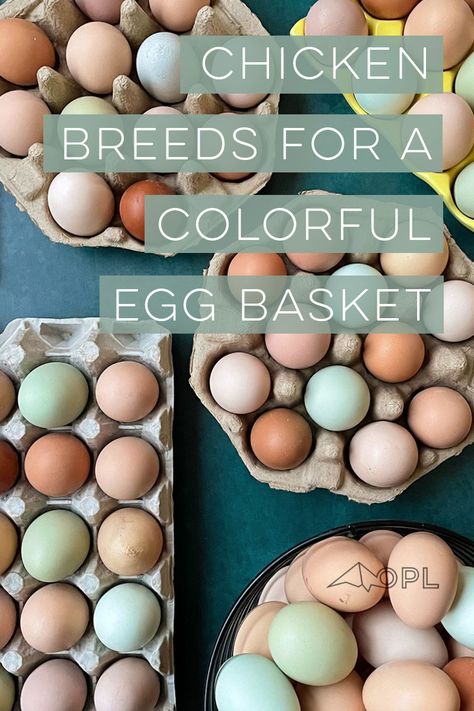 Rainbow Chicken Eggs, Chickens And Their Egg Colors, Chickens And Egg Colors, Chicken Eggs Colors, Egg Colors By Breed, Chicken Egg Colors And Breeds, Chicken Knowledge, Egg Business, Rainbow Eggs