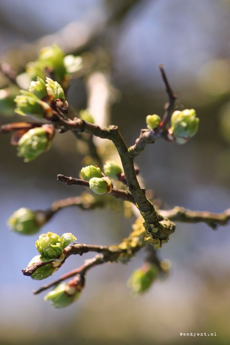 Signs Of Spring, Spring Is In The Air, Spring Is Coming, Spring Has Sprung, Hello Spring, Spring Easter, Four Seasons, New Beginnings, Easter Spring