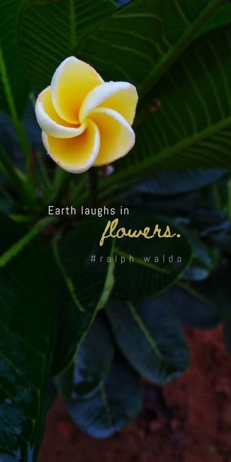 Aesthetic Quotes About Flowers, Flower Captions, Flower Captions For Instagram, Nature Quotes Beautiful, Quote Photography, Leaf Quotes, Short Meaningful Quotes, Plants Quotes, Sunshine Quotes