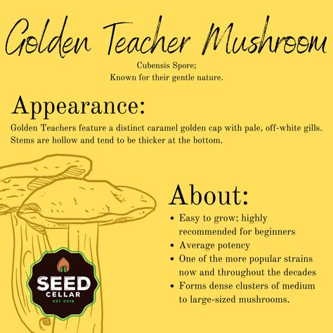 Golden Teacher strains are popular for a reason! Cultivation is easy, potency is average, and the experiences are known to be gentle. https://rpb.li/StCE Check them out here before it's wait listed! 👇👇👇 www.seedcellar.com #theseedcellar #mushroom #mycology #GT Be Gentle, For A Reason, Stuffed Mushrooms