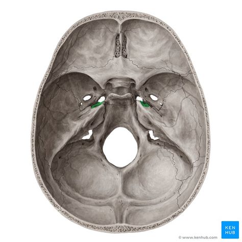 Trigeminal impression (Impressio trigeminalis); Image: Yousun Koh Bones Of The Head, Sphenoid Bone, Vertebral Artery, Science Tattoo, Skull Anatomy, Anatomy Bones, Head Anatomy, Science Decor, Basic Anatomy And Physiology