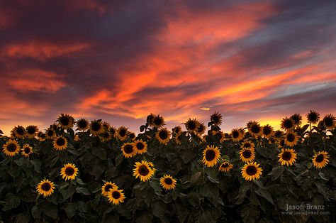 https://flic.kr/p/oJZQpd | Sunflower Sunset | A great weekend of photography started with this little jaunt out to a sunflower field near Woodland.  The skies had been cloudy all day, but there was a clearing line just west of us that let the light in and put on this show. Sunflower Sunset, Sunflower Wallpaper, Sunflower Field, Sunflower, Laptop, Sun, Photography