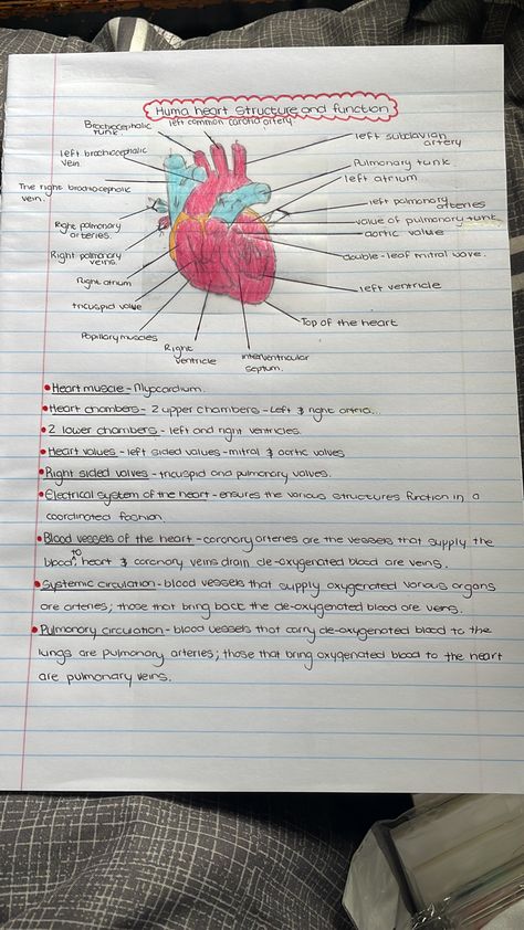 Function Of Heart Notes, Structure Of Heart Notes, Human Heart Projects For School, Human Heart Notes, Life Science Notes, Function Of Heart, Human Heart Diagram, Amazing Handwriting, Study Snaps